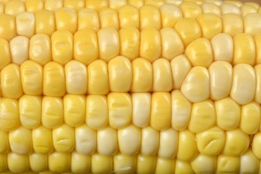 Çok yakın plan, tam kare çekim, canlı sarı ve beyaz mısır tanelerinin desenlerini vurgular..