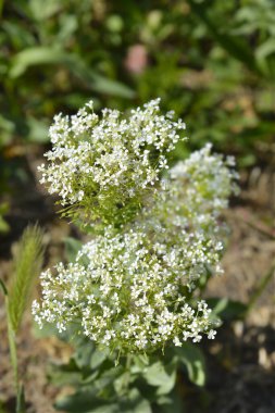 Beyaz tereli çiçekler - Latince adı - Lepidium draba