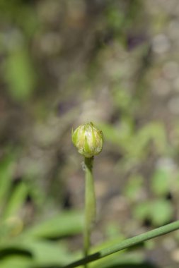 Büyük beyaz çiçek tomurcuğu - Latin adı - Armeria psödarmeria