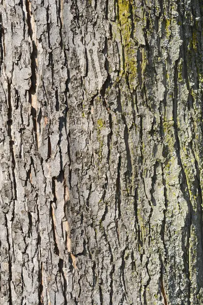 Gümüş akçaağaç kabuğu detayı - Latince adı - Acer saccharinum