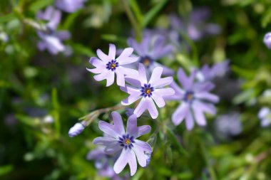 Sürünen Phlox çiçekleri - Latince adı - Phlox subulata Muhteşem Mavi Karanlık Merkezi