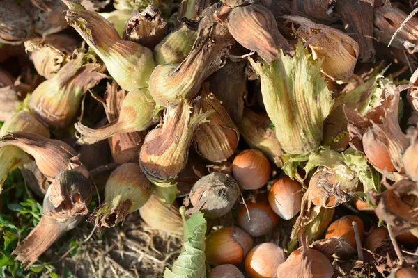 Taze toplanmış fındıklarla kaplı bir toprak.