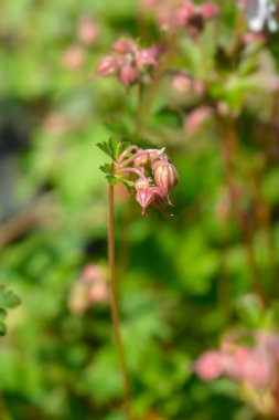 Cransesbill çiçek tomurcukları - Latince adı - Geranium x cantabrigiense Biokovo
