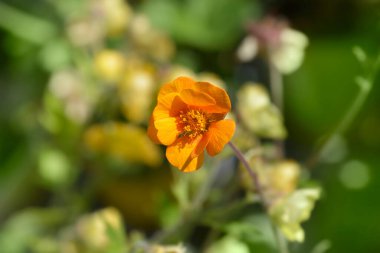 Avens portakal çiçeği - Latince adı - Geum coccineum Carlskaer