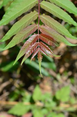 Cennetin yeni yaprakları - Latince adı - Ailanthus altissima