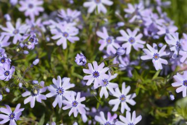 Sürünen Phlox çiçekleri - Latince adı - Phlox subulata Muhteşem Mavi Karanlık Merkezi