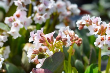 Filler soluk pembe çiçekler - Latince adı - Bergenia Angel Kiss