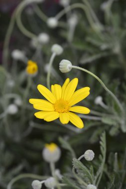 Gray-leaf eurypos flower - Latin name - Euryops pectinatus