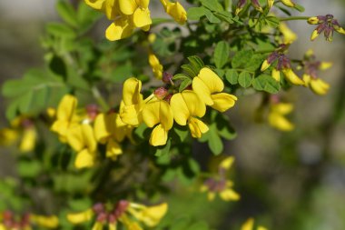 Sarı çiçekli Vetch-benzeri koronilla dalı - Latince adı - Hipocrepis emerus subsp. emeroidler