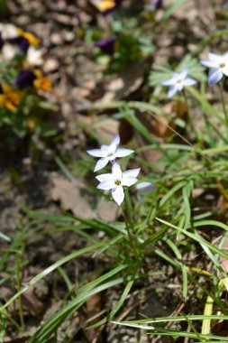 Bahar yıldızı - Latince adı - Ipheion uniflorum Wisley Blue
