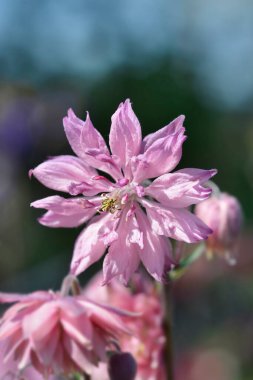 Columbine çifte pembe çiçek - Latince adı - Aquilegia vulgaris Rose Barlow