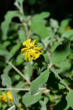 Kudüs adaçayı sarı çiçeği - Latince adı - Phlomis fruticosa