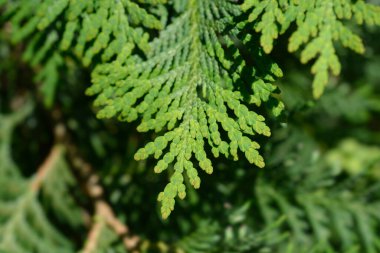 Latince adı Thuja occidentalis Compacta.