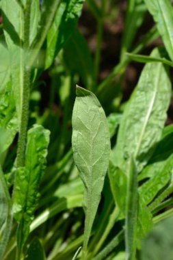 Mertensiya mavi çiçekleri - Latince adı - Decalepidanthus primuloides