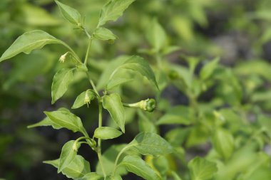 Biber biberi olgunlaşmamış meyve - Latince adı - Capsicum baccatum Christmas Bell