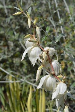 Çeşitli iğneli palmiye çiçekleri - Latince adı - Yucca filamentosa Altın Kılıç
