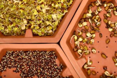 Üç terracotta filizlenme tepsisinin yukarıdan görünüşü çeşitli filizlenen tohumlarla doludur, bunlar arasında yonca, turp ve fasulye karışımı, sağda mung fasulyesi ve solda turp tohumu vardır.