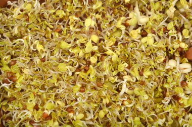 Yakın plan çekimde yeni filizlenmiş yonca, turp ve soya fasulyesi filizlerinin yoğun bir karışımı görüntülenerek çeşitli doku ve renkleri sergileniyor.