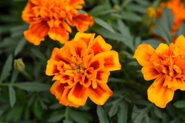 Fransız çiçekleri - Latince adı - Tagetes patula