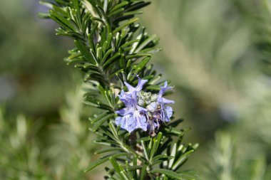 Rosemary mavi çiçekleri - Latince adı - Rosmarinus officinalis