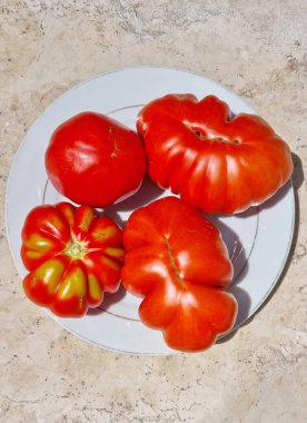 Yukarıdan bakıldığında, dört olgun, kırmızı aile yadigarı domates, eşsiz, tırtıklı şekiller, beyaz bir tabakta güneş ışığına karşı dizilmiş, desenli arka planda sergileniyor.