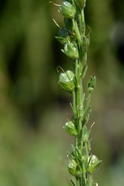 Gentian Speedwell tohumları - Latince adı Veronica Gentianoides