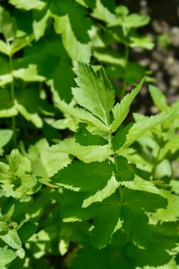 Yaban havucu yaprakları - Latince adı - Pastinaca sativa