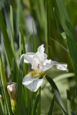 Sibirya İris Çiçeği - Latince adı - Iris Sibirica Tam Beyaz Değil