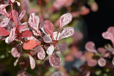 Japon böğürtlen yaprakları - Latince adı - Berberis thunbergii Pembe Kuş