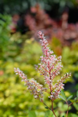Melez Astilbe pembe çiçekler - Latince adı - Astilbe x arendsii Bana bak