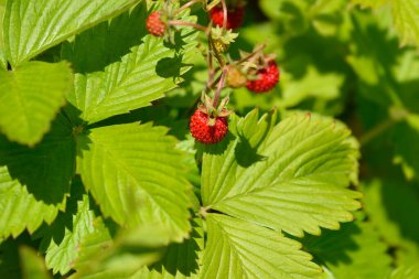 Çilek kırmızısı meyvesi - Latince adı - Fragaria vesca