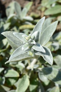 Kuzu kulaklı çiçek tomurcukları - Latince adı - Stachys byzantina Gümüş Halı