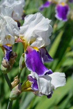 Uzun sakallı irlandalı - Latince adı Iris Wabash