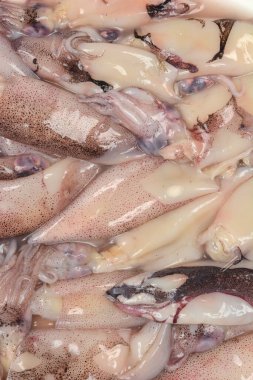 Yakın plan bir görüntü, birkaç Patagonya mürekkep balığının ham, dokulu vücutlarını yakalar ve doğal işaretlerini gösterir.