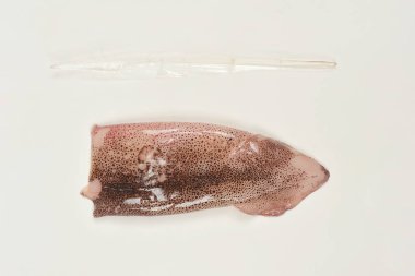 Bir ham Patagonya mürekkep balığı gövdesi ve onun şeffaf gladius (kalem) düz beyaz bir yüzey üzerinde yan yana sergilenir.