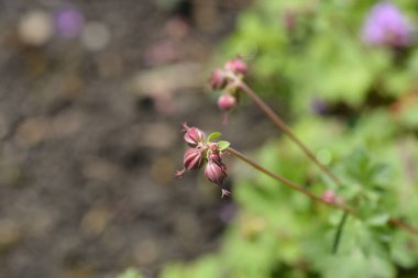 Cambridge Cransesbill çiçek tomurcukları - Latince adı - Geranium x cantabrigiense Cambridge