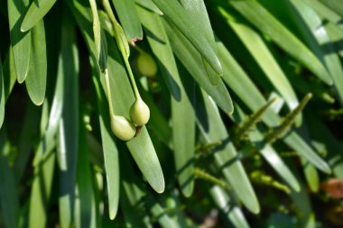 Bahar kar tanesi olgunlaşmamış tohum kabuğu - Latince adı - Leucojum vernum