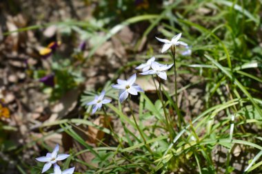 Bahar yıldızı - Latince adı - Ipheion uniflorum Wisley Blue