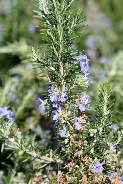 Rosemary mavi çiçekleri - Latince adı - Rosmarinus officinalis