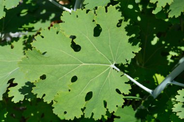 Plume gelincik yaprakları - Latince adı - Macleaya cordata