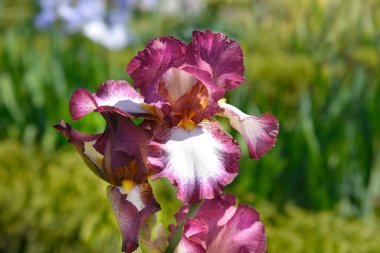 Uzun sakallı iris çiçeği - Latince adı - Iris Crinoline