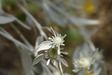 İnula çiçeği tomurcukları ve yaprakları - Latince adı - Inula verbascifolia