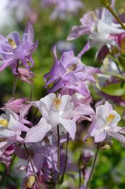 Colorado Columbine melez çiçekleri - Latince adı - Aquilegia Biedermeier