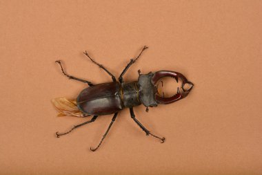 Kahverengi arka planda yüksek açılı bir çekim, büyük, koyu kahverengi bir geyik böceğini belirgin çene kemikleri ve vücudunun yanında kurumuş bir yaprak parçasıyla yakalar.