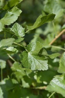 Latince adı Ribes x nidigrolaria Josta.