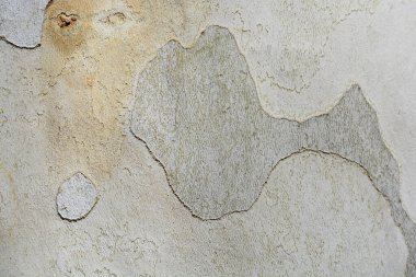 London plane bark detail - Latin name - Platanus x hispanica