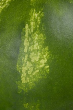 Çok yakın çekim bir karpuzun koyu yeşil cildine karşı açık yeşil lekelerin ayırt edici, benekli deseni vurgular, doğal dokusunu gösterir