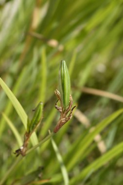 Sarı iris tohumları - Latince adı - Iris pseudacorus