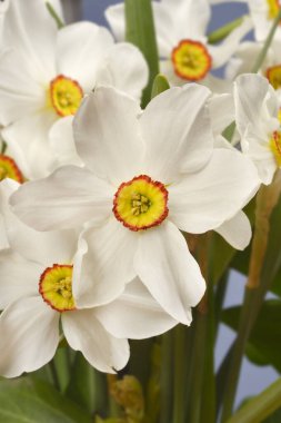 Şairler nergis çiçeği - Latince adı - Narcissus şiirsel