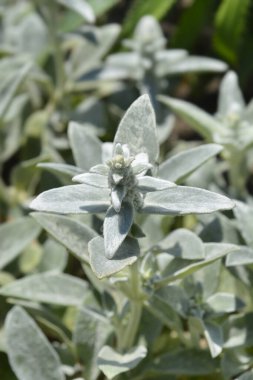 Kuzu kulaklı çiçek tomurcukları - Latince adı - Stachys byzantina Gümüş Halı